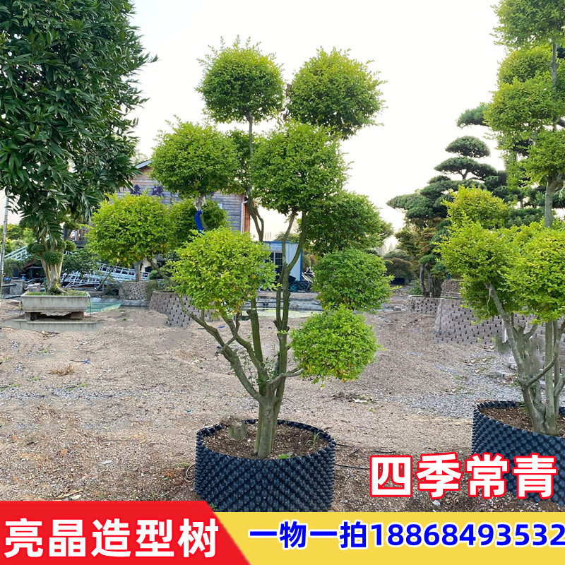 亮晶女贞造型树庭院别墅工程绿化金黄色老桩庭院盆景四季常青在类目 鲜花速递/花卉仿真/绿植园艺, 花卉/绿植盆栽(新), 造型盆景中 - 来自Buy2taobao.com提供专业的淘宝代购服务