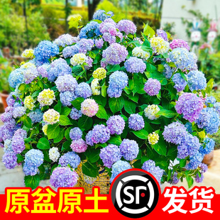 绣球花盆栽带花无尽夏绣球花大苗手鞠万华镜阳台庭院花卉耐寒植物