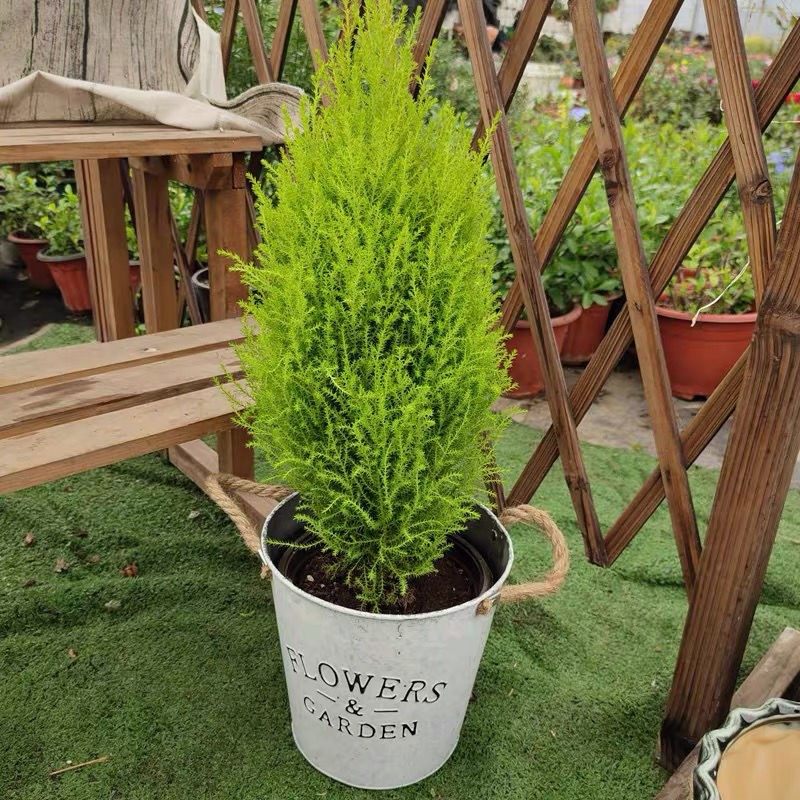 高档香冠柏小香松盆栽桌面花盆植物圣诞树盆景四季绿植好养香柏香