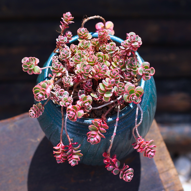 高档小球玫瑰锦龙血景天多肉植物盆栽套餐老桩绿植花卉组合云南直