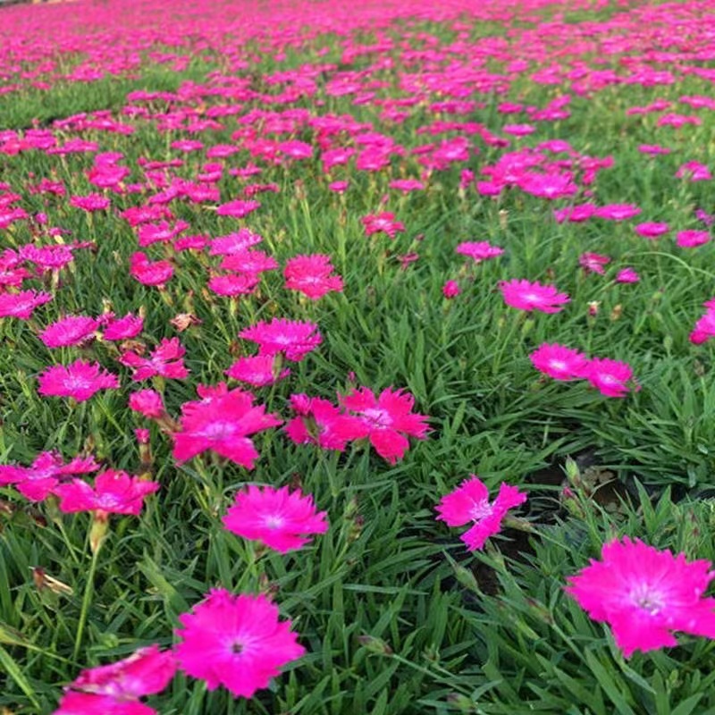 欧石竹种子草坪苗花籽花苗带花盆栽地