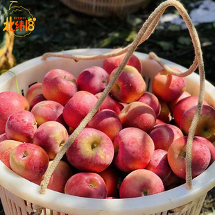 新疆阿克苏樱桃苹果礼盒脆甜当季新鲜水果冰糖心小苹果产地包邮