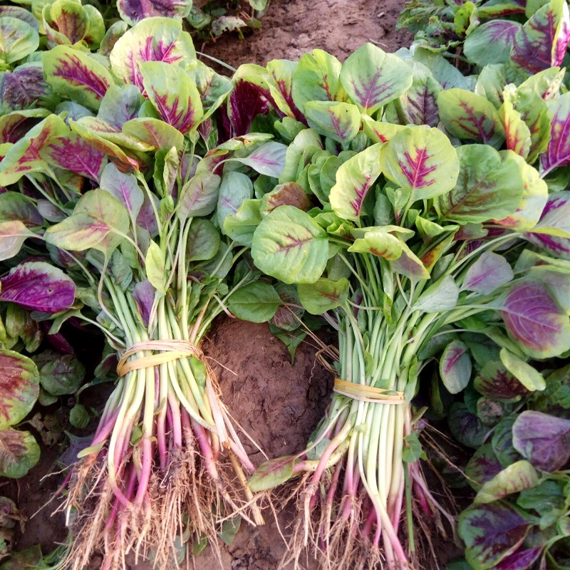 一点红苋菜种子野生菜农家菜四季野菜春夏季秋冬青菜种籽蔬菜种孑