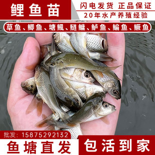 优质鲤鱼苗淡水养殖食用活体特大鲤鱼苗建鲤黑红鲤鱼苗小鱼苗冷水