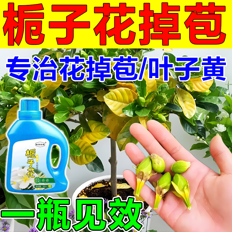 【专治掉苞】栀子花掉花苞叶子发黄枯