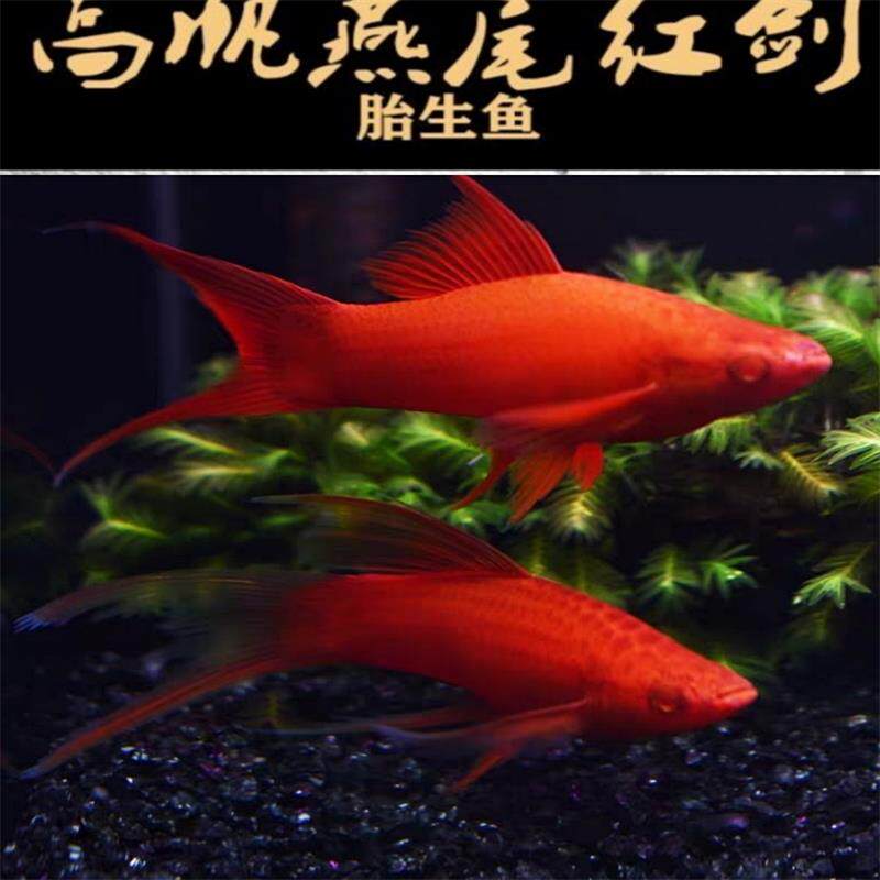 高帆红剑鱼双尾燕尾高鳍红箭鱼热带孔雀凤尾鱼发财观赏小型鱼活体