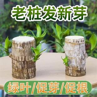 水培巴西木专用营养液幸运开花植物通用性肥料八西免稀释怎么养