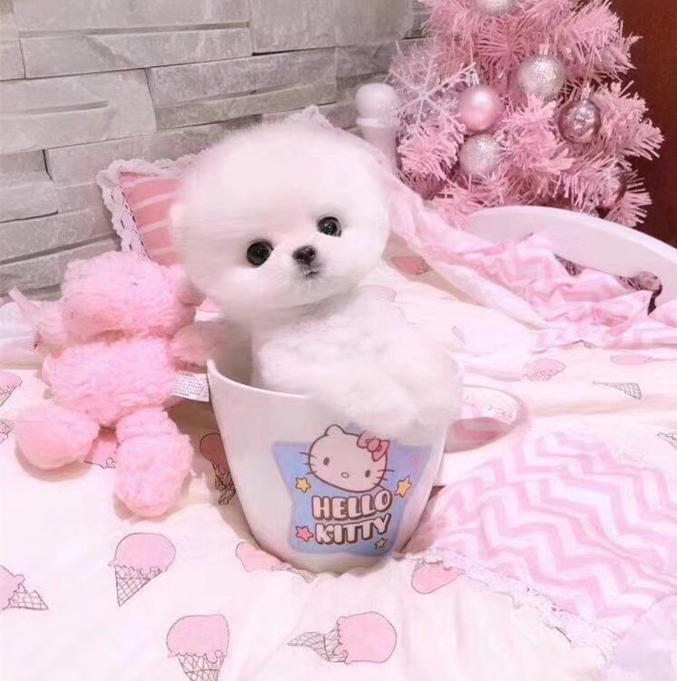 纯种白博美幼犬茶杯犬小型可爱迷你长不大活体俊介犬宠物真小狗狗