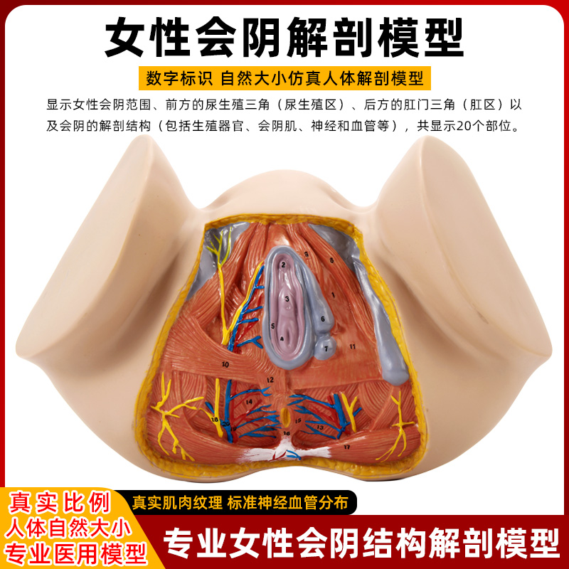 女性会阴系统结构解剖模型生殖器官生