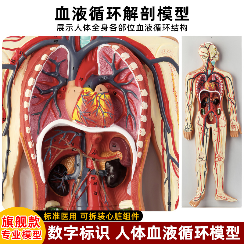 医学仿真人体血液循环系统模型心脏外