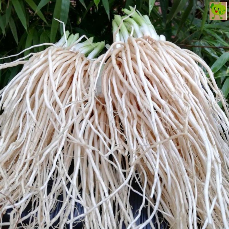 现挖新鲜苤菜根3斤 蔬菜丕菜云南撇菜通乳可种植佤味麻辣菜根牛皮