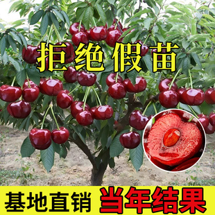 车厘子树苗樱桃树苖庭院种植车厘子苗南方北方盆栽地栽樱桃苗果树