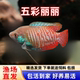 五彩丽丽招财丽丽鱼血红丽丽热带淡水鱼曼龙马甲新手好养耐活包邮