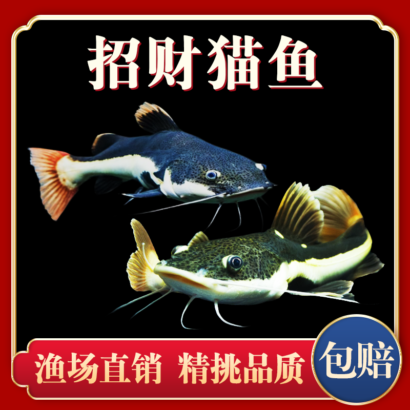 招财猫富贵猫鱼苗狗仔鲸红尾猫 热带观赏中大型淡水鱼活体包赔