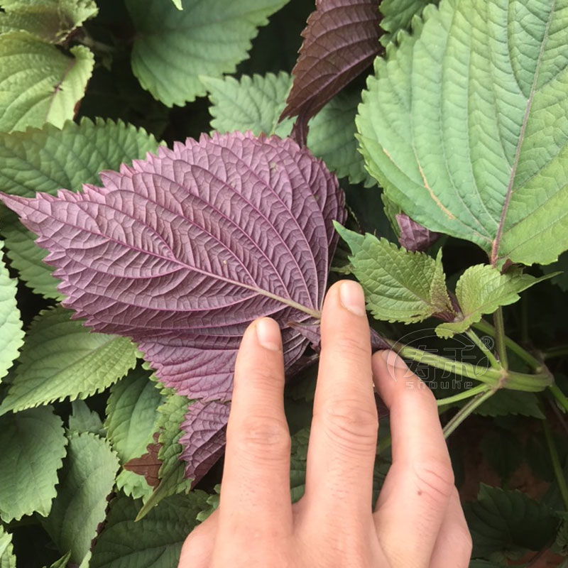 紫苏子紫苏种子紫苏叶种籽盆栽可食用种植苗四季籽种蔬菜孑苏子叶