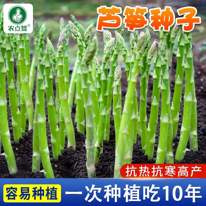 四季芦笋种籽盆栽嫩绿芦笋种子芦笋根苗种植春秋庭院蔬菜种孑