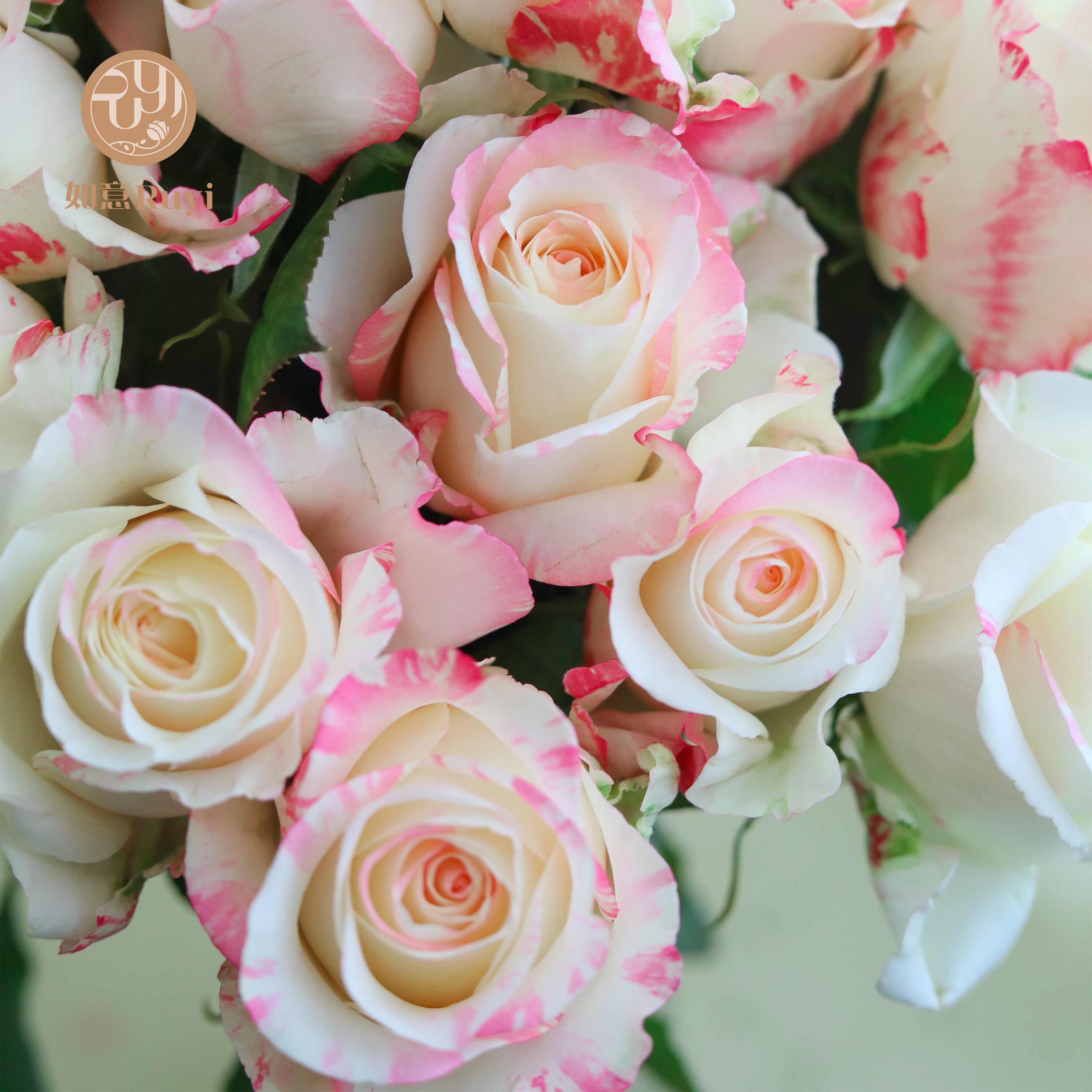 如意顺丰霓裳玫瑰鲜花粉玫瑰花束基地直发花卉批发山东同城配送
