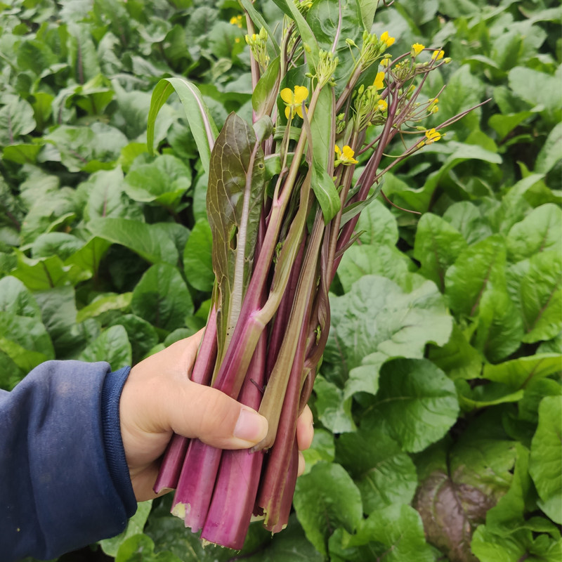 农家嫩菜特产红菜苔新鲜蔬菜4斤包邮菜薹新鲜蔬菜紫菜心菜台年货