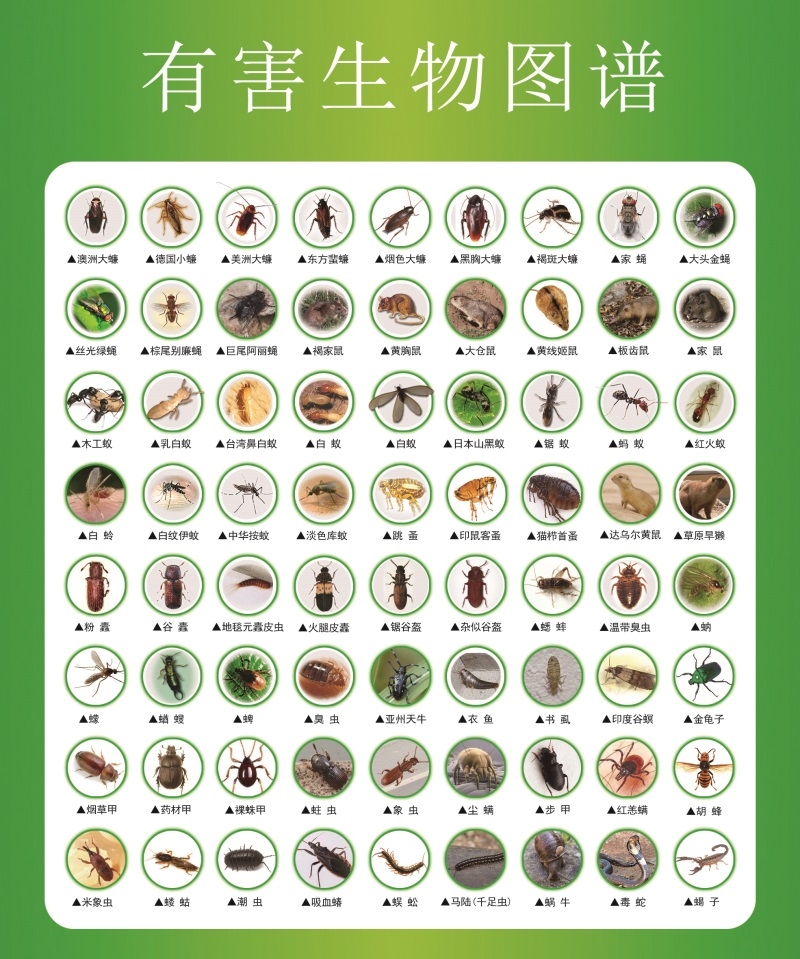 有害生物图谱常见有害病媒生物的危害海报虫害病虫昆虫墙上贴纸