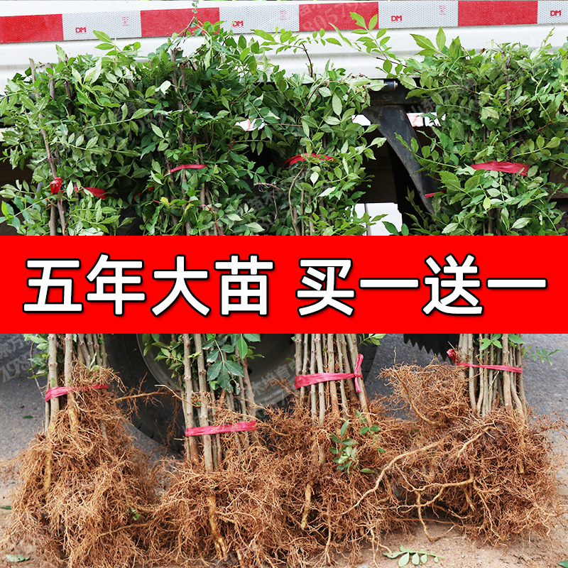 花椒苗树大红袍当年结果无刺四川麻椒食用盆栽南方北方种植花椒树