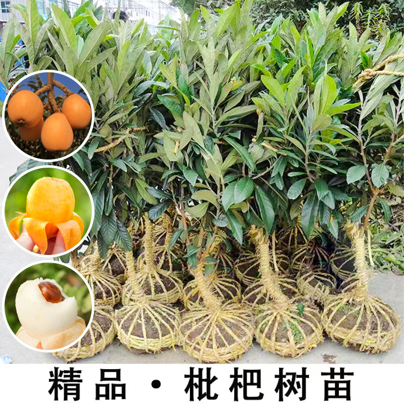 大五星枇杷苗树地栽特大南北方种植当年结果早熟无核嫁接枇杷树苗