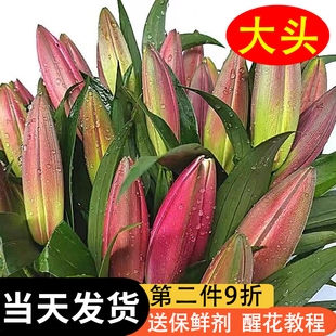 香水百合多头鲜花云南基地现采直发客厅摆设供佛新鲜真花婚庆花束