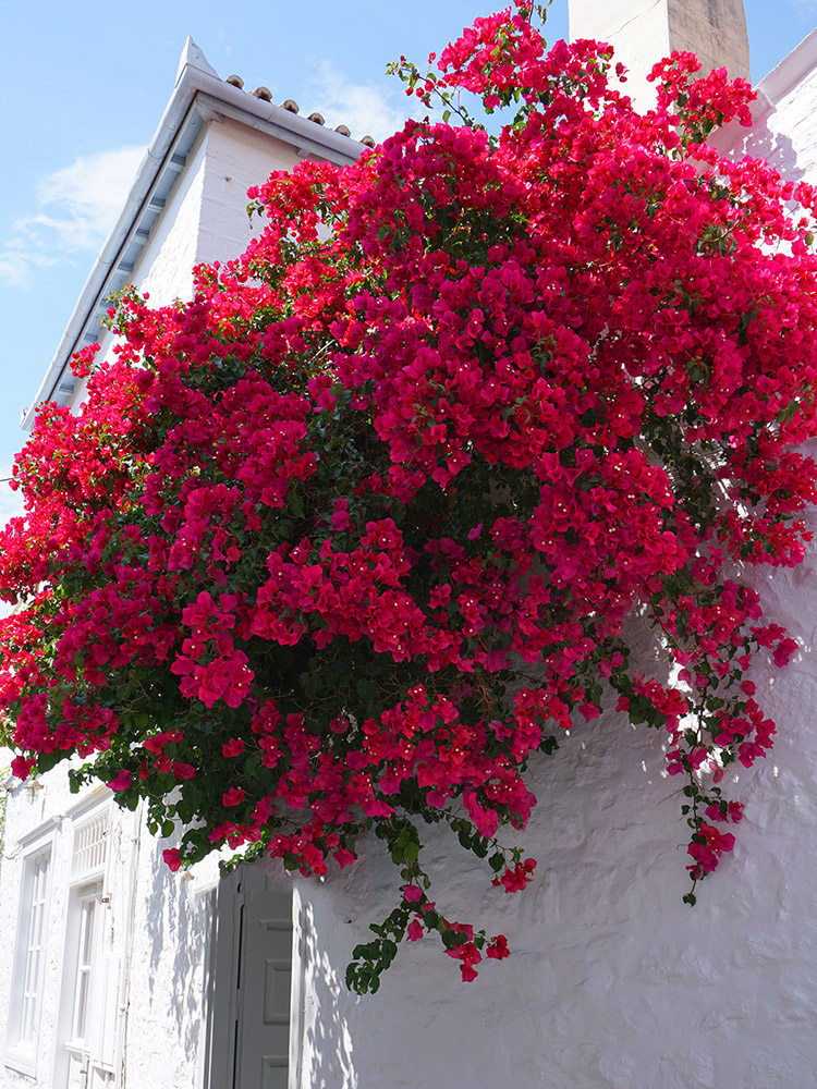 巴西三角梅爬藤植物带花卉盆栽安格斯老桩室内外庭院四季开花阳台