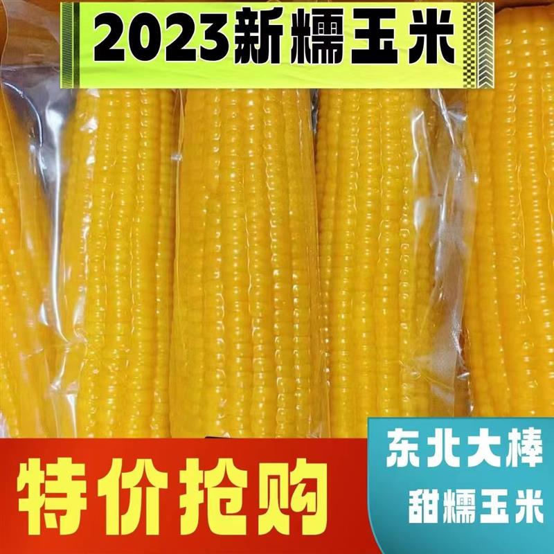 东北黄糯玉米10棒即食玉米新鲜真空装软糯香甜粘玉米杂粮代餐包邮