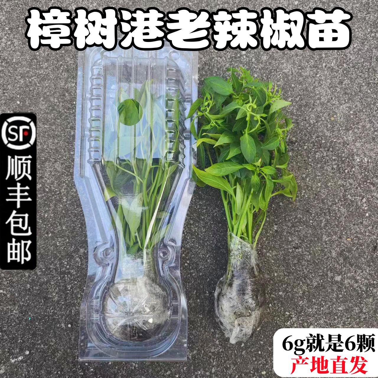 【顺丰发货特级大苗】正宗樟树港原种