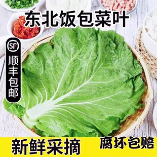 新鲜大白菜叶包饭叶蘸酱菜蔬菜东北饭包白菜叶新鲜现摘