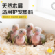 鹦鹉雏鸟垫料繁殖箱粪便清理专用木屑牡丹幼鸟小鸟鸟笼用刨花锯末