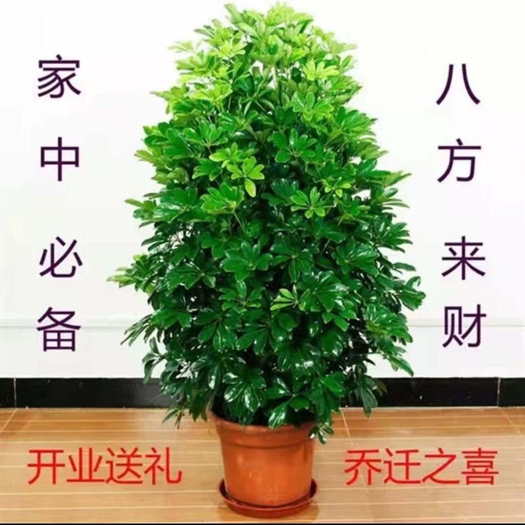 八方来财盆栽鸭脚木盆栽四季常青桌面防辐射花卉盆景发财树盆栽