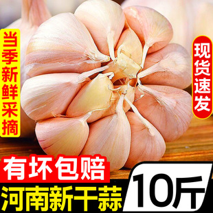 河南大蒜头10斤新干蒜大蒜农家紫皮新鲜蔬菜批发大蒜种2斤3斤5斤