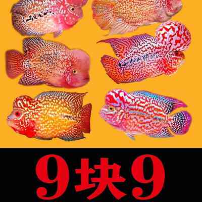 新品泰国进口观赏罗汉鱼泰金幻彩虹退沙红金花火凤蛇