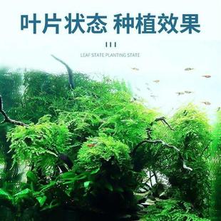 鱼缸水草植物真草缸造景套餐成品前景爬地珍珠新手鱼缸装饰套餐