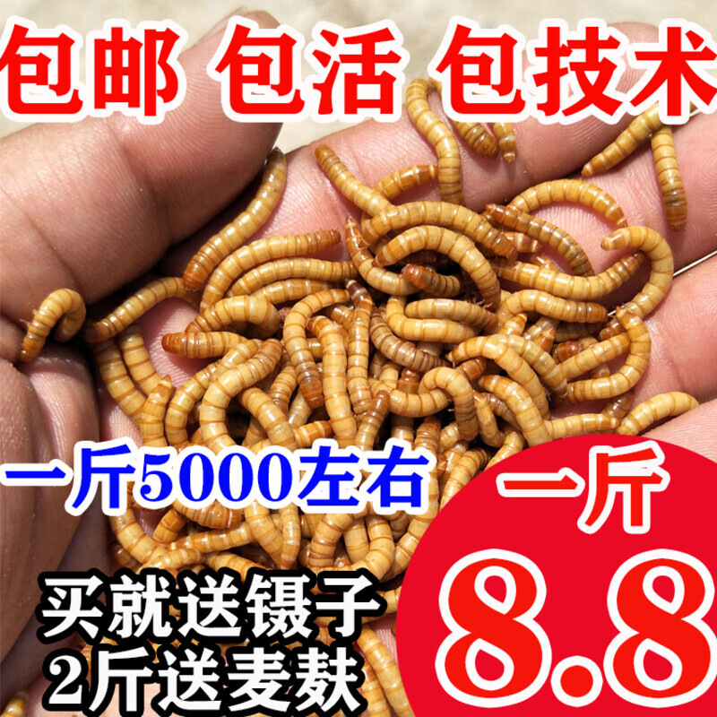 面包虫活体黄粉虫活虫鹦鹉鱼乌龟金龙鱼画眉鸟石蛙饲料引种包邮