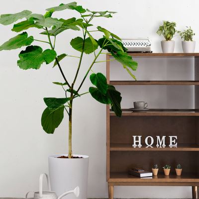 爱心榕室内耐养网红植物棒棒糖造型伞榕心叶榕北欧风大型观叶绿植