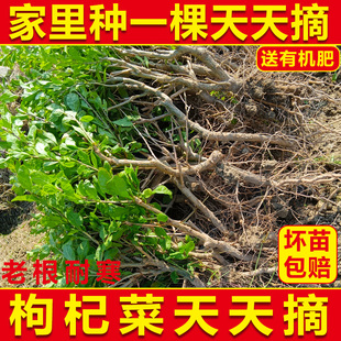 南方食用大叶枸杞盆栽植物室内树苗新鲜枸杞菜苗高产四季蔬菜种植