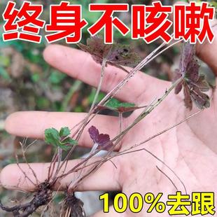 【50倍止咳润肺】止咳贴特效咳嗽清肺化痰神器小儿成人平喘润肺JY