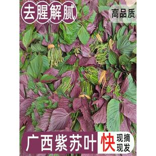 广西紫苏叶苏子叶新鲜蔬菜食用香料牛蛙鱼虾田螺去腥提香佐料