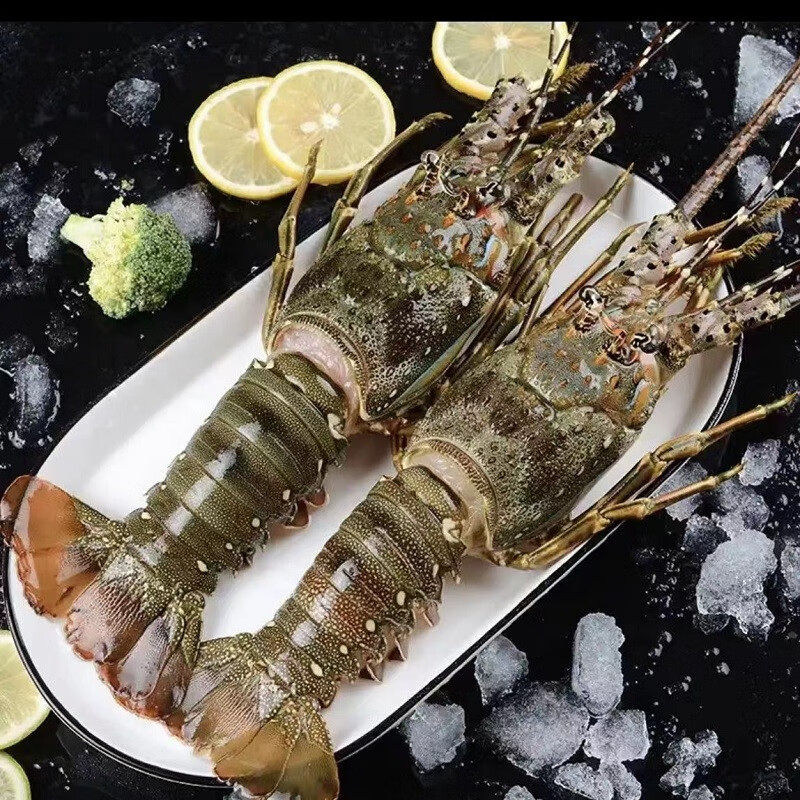 小青龙鲜活新鲜大龙虾海捕大青龙澳洲大波龙活冻龙虾特大澳龙
