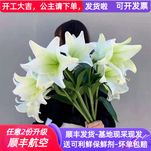 铁炮百合鲜花云南鲜切花基地直发昆明斗南直批空运水养花白色真花