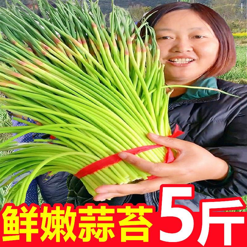 2024年蒜苔新鲜5斤蒜薹当季蔬菜