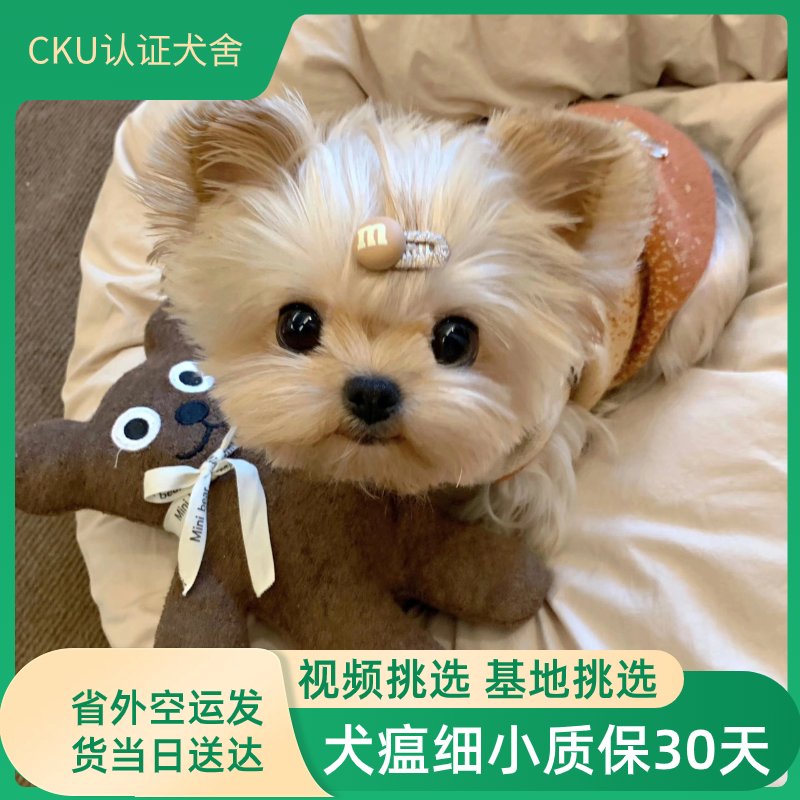 纯种约克夏幼犬金头银背宠物狗奶油金小体赛级双血统CKU家养犬舍