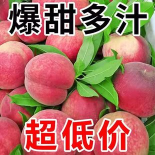 正宗水蜜桃10斤水果新鲜当季整箱脆甜大桃子毛桃包邮应季超甜桃35