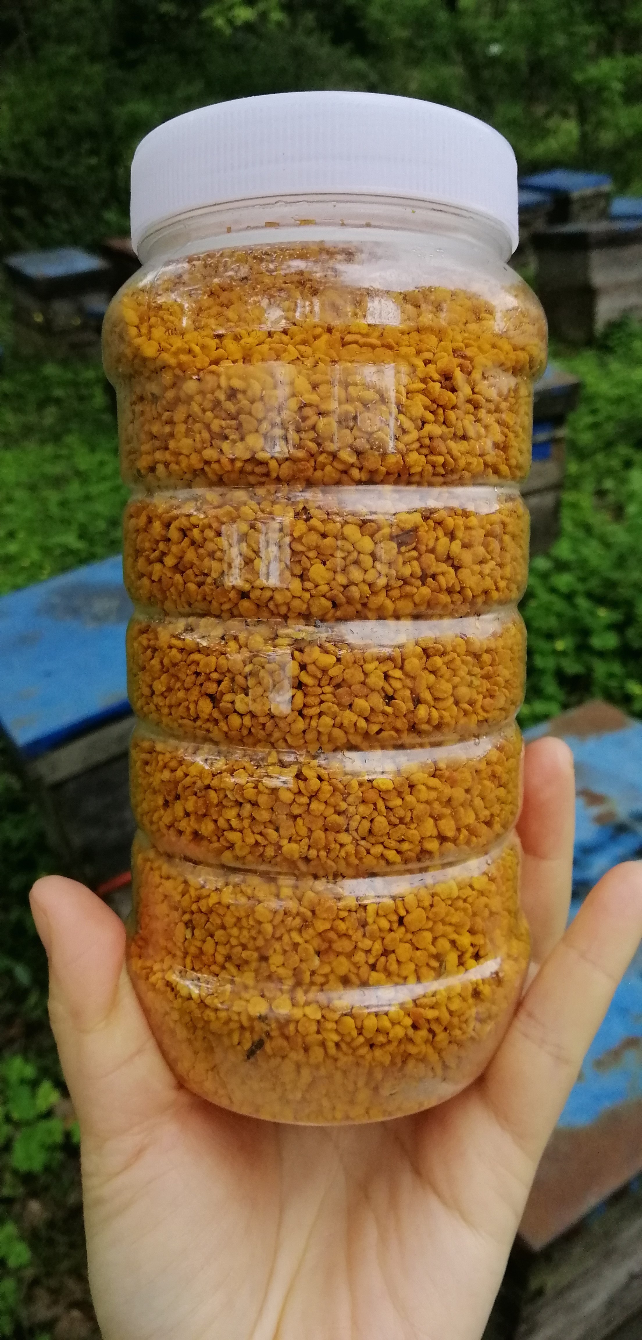 蜂花粉百花油菜花粉纯正天然食用新鲜农家自产助农产品
