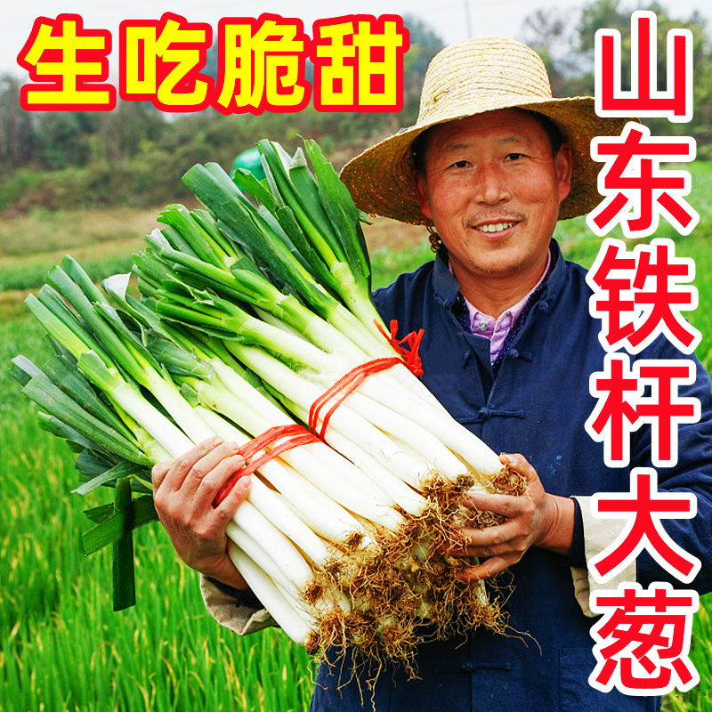 正宗山东章丘铁杆大葱10斤新鲜蔬菜