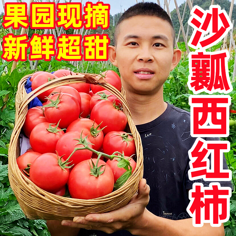 西红柿新鲜水果10斤普罗旺斯沙瓤西