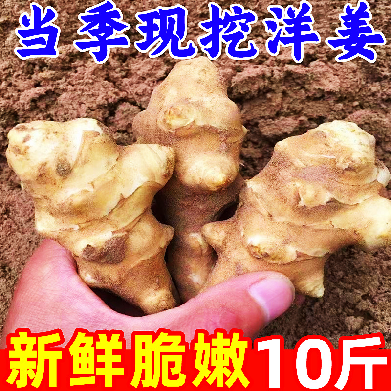 洋姜鬼子姜10斤野新鲜蔬菜生菊芋胰