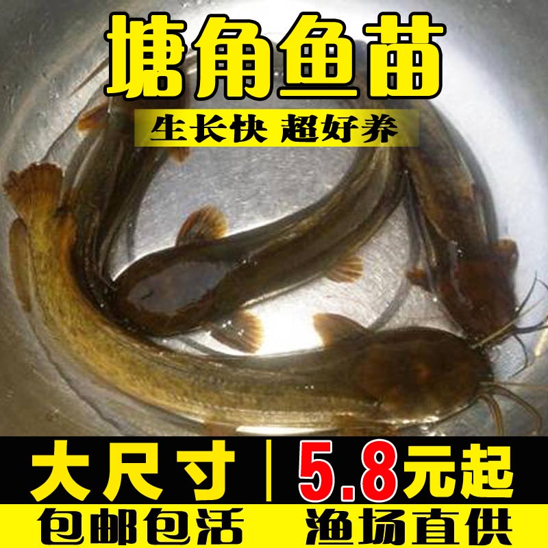 本地塘角鱼淡水养殖革胡子鲶鱼三黄塘鲺超好养耐活土鲶鱼塘鲺鱼苗